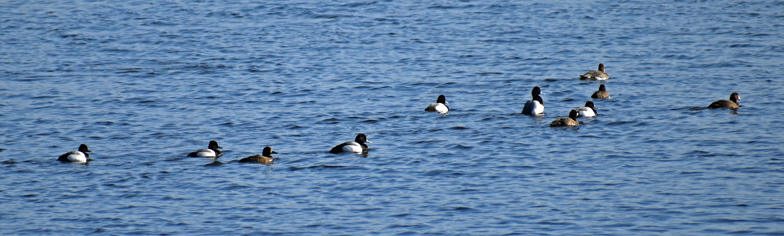 Park Lake ducks